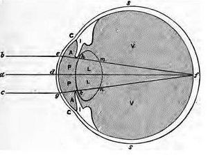 Оптическая схема глаза