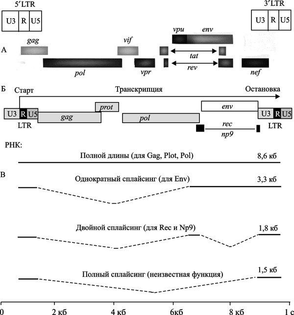Схема генома ВИЧ и эндогенного ретровируса HERV-K (HML-2)