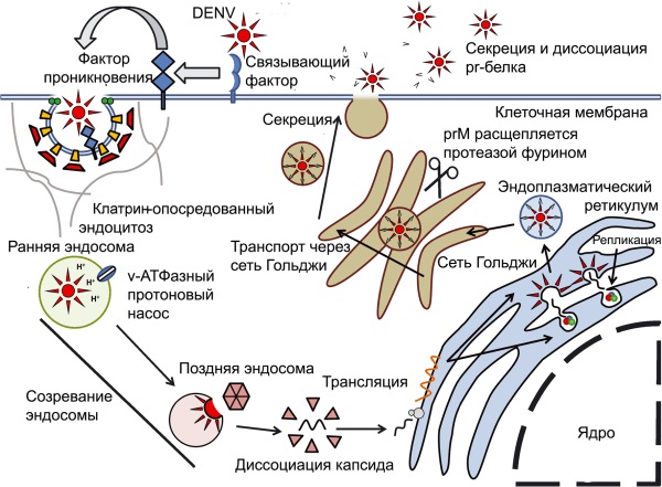 Жизненный цикл DENV в отсутствие специфических антител